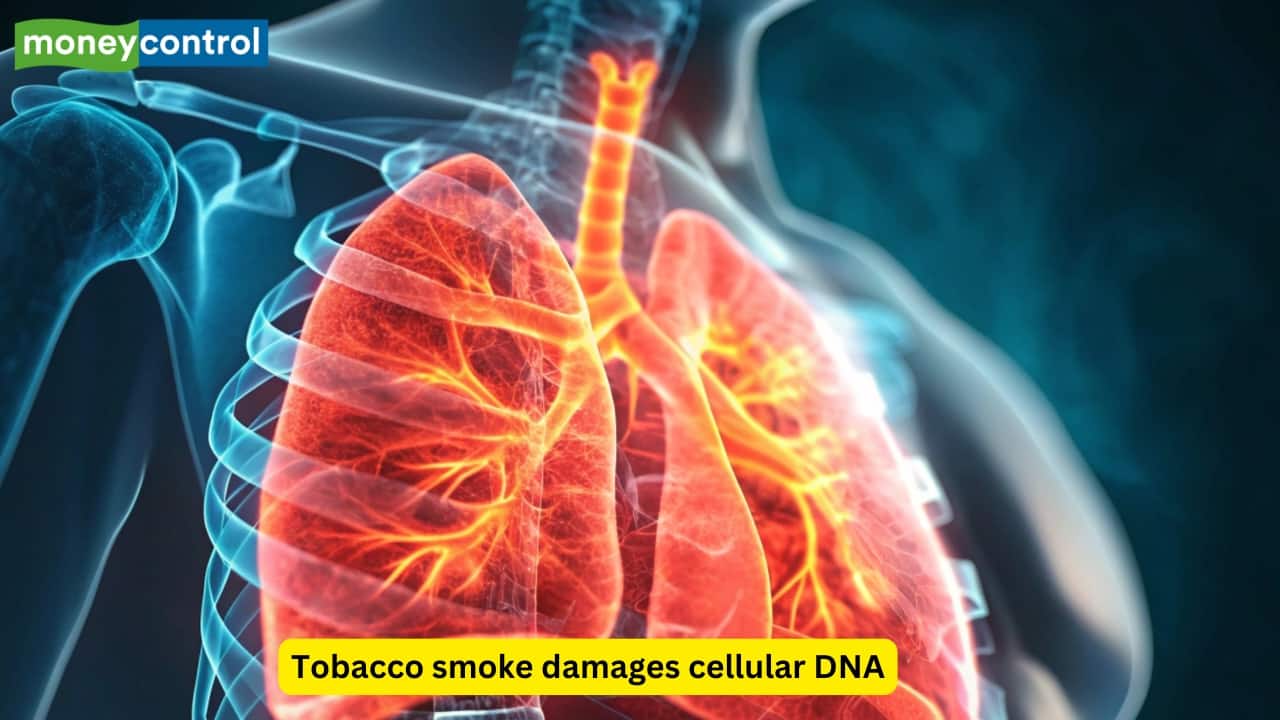 Tobacco and Lung Cancer Tobacco smoking is a major cause of lung carcinoma and accounts for more than eighty percent of cases. Tobacco smoke contains carcinogens that damage cellular DNA, leading to uncontrolled growth of lung cells and the development of malignant tumors. 