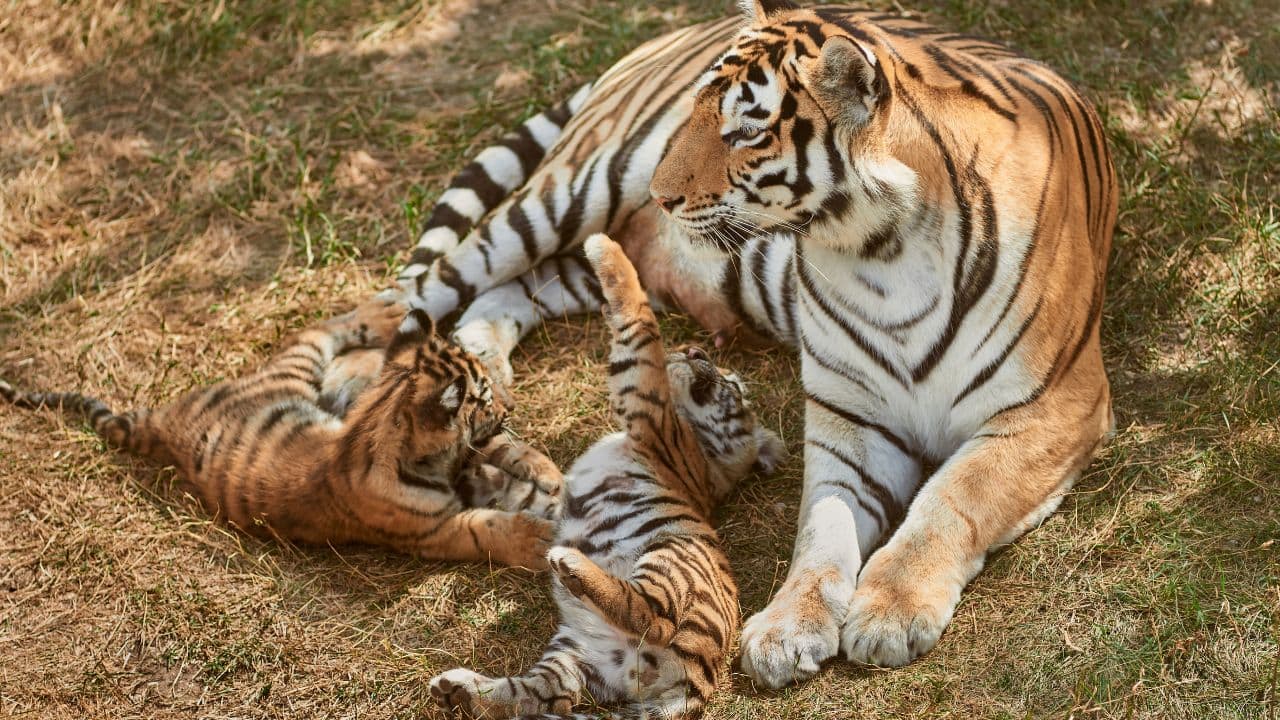 Nature’s ultimate protectors: Top 10 animal mums that risk everything for their babies
