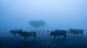 Cattle cross a road amid dense fog on a winter morning, at Mayur Vihar area, in New Delhi, Saturday, Dec. 20, 2025. Visibility plunged across parts of Delhi on Saturday morning, with buildings and flyovers fading into a grey blur amid dense fog, as the capital's AQI edged closer to the severe category at 384. (PTI)