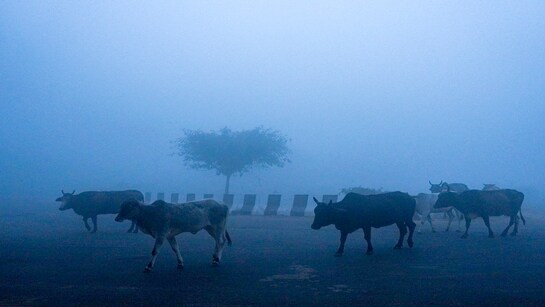 Delhi gets its first cold wave, maximum temperature plunges to 16.9 degrees
