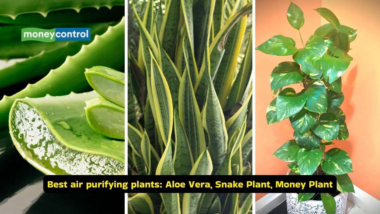 The Air We Breathe: Beyond the Hype of Houseplant Purification