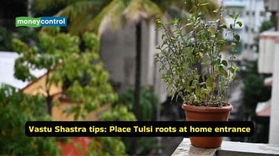 Vastu Shastra tips: Placing a Tulsi root at your main entrance ensures a continuous flow of positive energy, abundance in terms of wealth, and protection from negative people (Image: Canva)