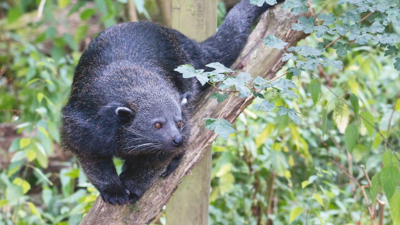 This is the bearcat, also called the binturong. (Image: Canva)