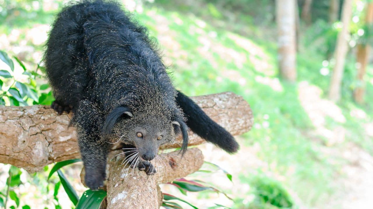 Bearcats are listed as vulnerable on the IUCN Red List. (Image: Canva)