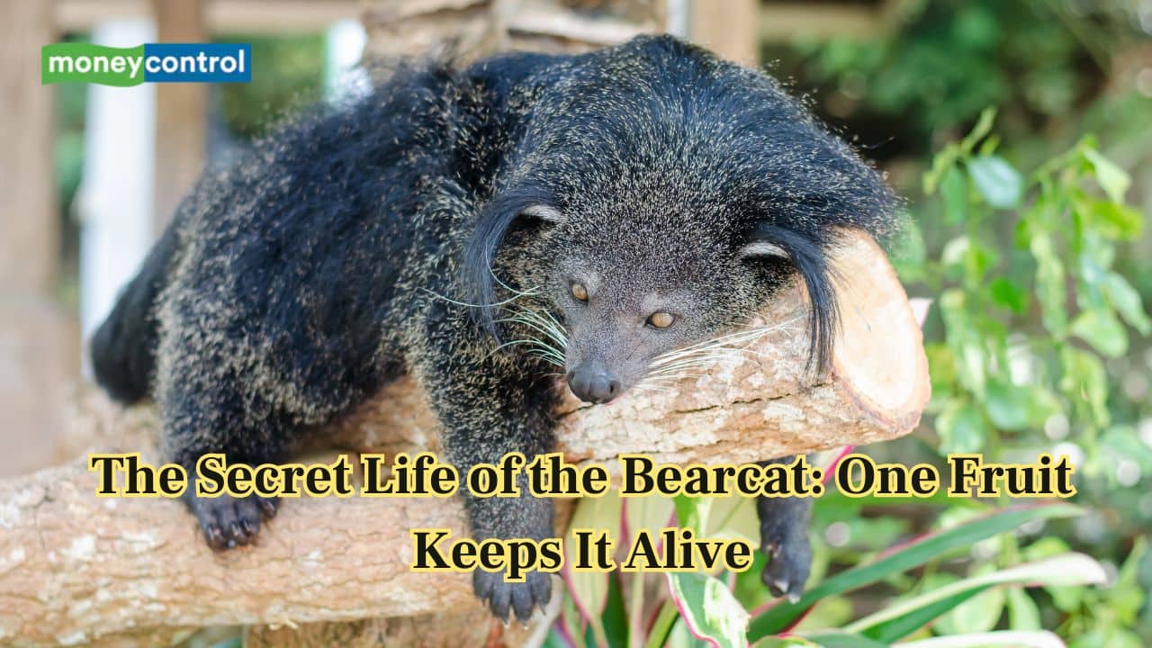 Meet the Bearcat: The nocturnal climber that lives for only one fruit