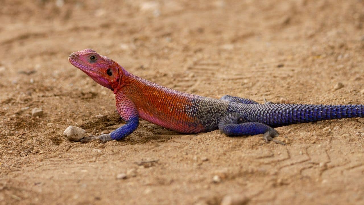 These lizards love basking on warm stones (Image: Canva)