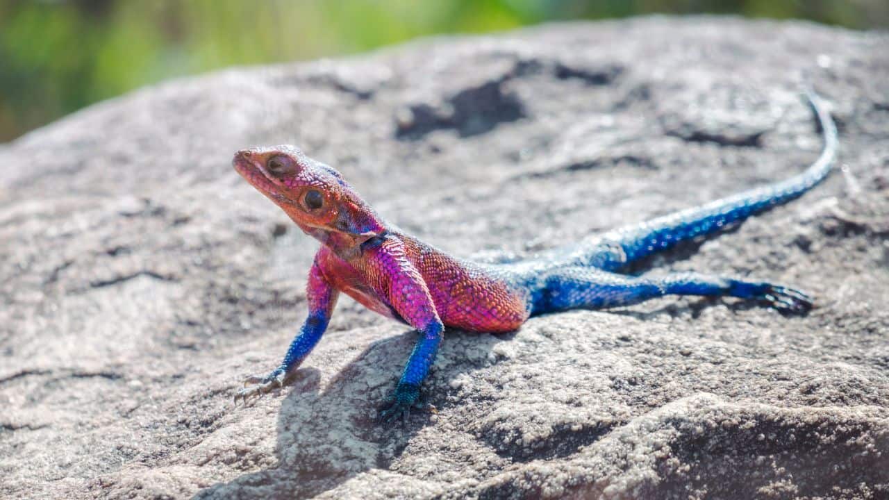 With a fire-red head and a deep blue body, the Mwanza flat-headed rock agama is instantly recognizable. (Image: Canva)
