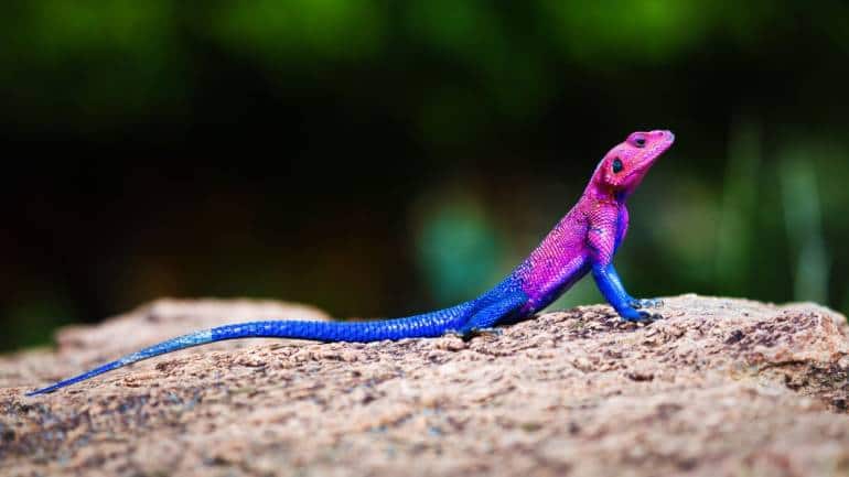 Native to Tanzania and Kenya, the Mwanza agama thrives in open rocky areas and cliffs. (Image: Canva)