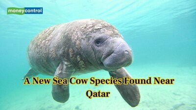 Scientists have discovered a previously unknown sea cow species near Qatar. (Image: Canva)