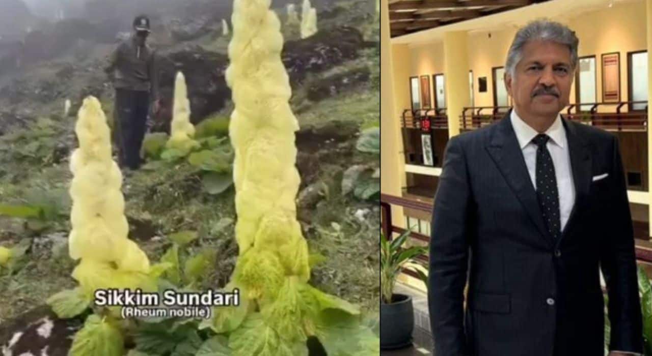 Blooms in 30 years! What is Sikkim Sundari, the rare Himalayan flower that fascinated Anand Mahindra