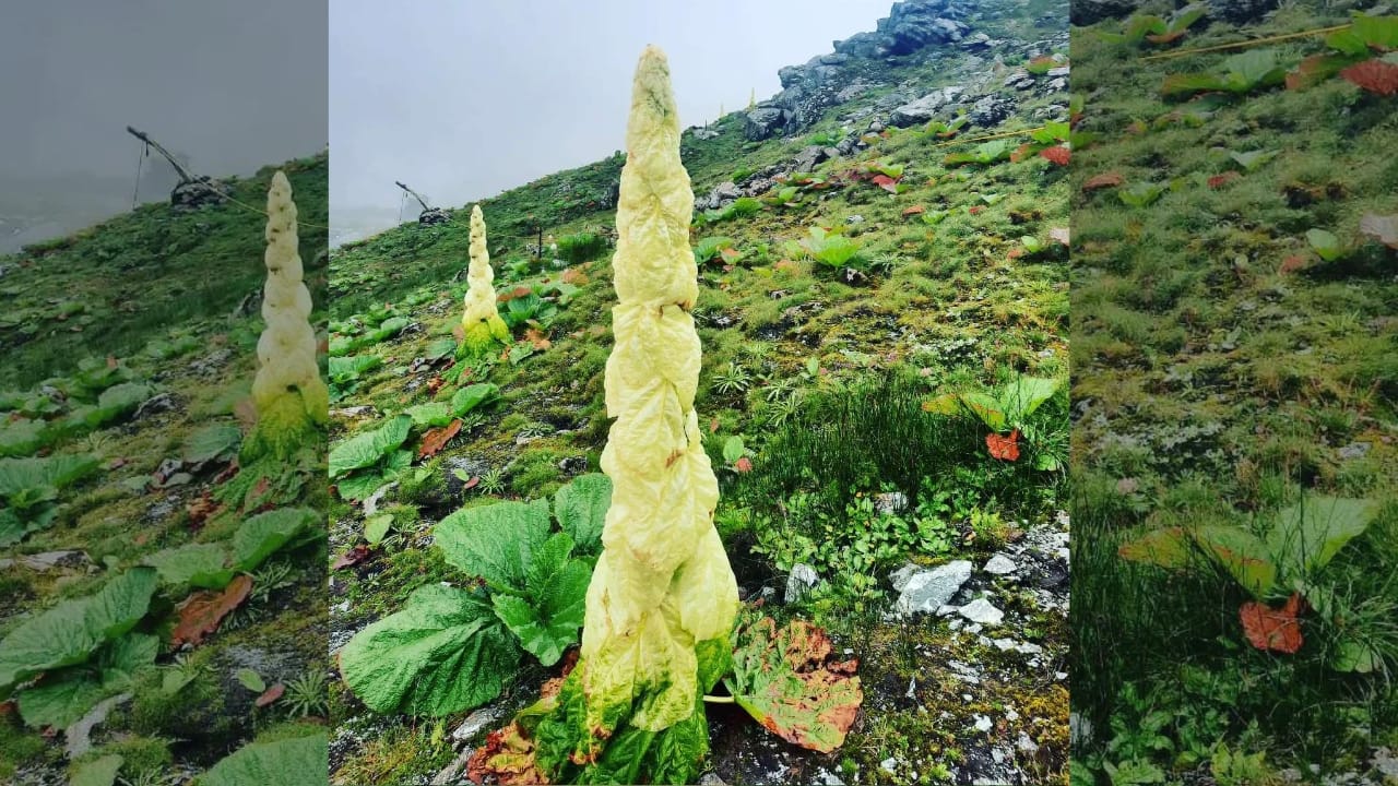 Anand Mahindra is fascinated by the rare ‘Sikkim Sundari’, a Himalayan plant that blooms once after decades at 4,800 metres