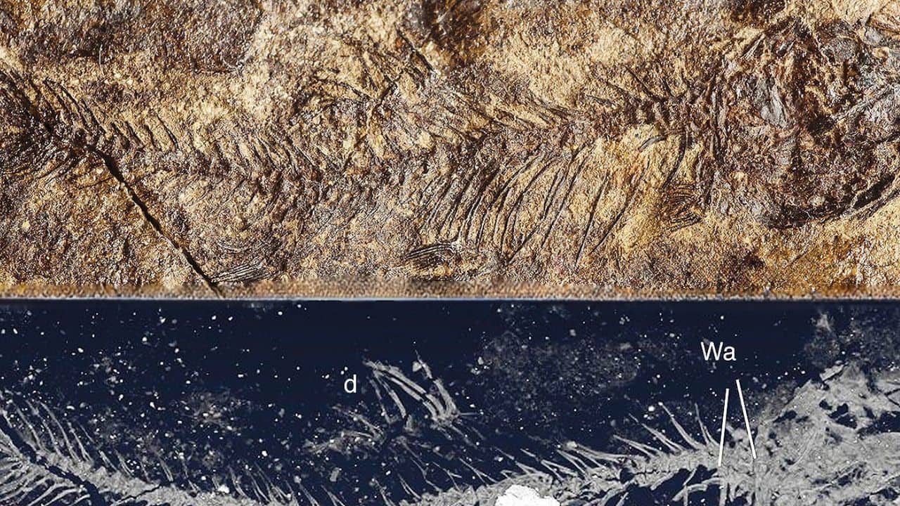 What if rivers were never the real home of freshwater fish? Here is what study says