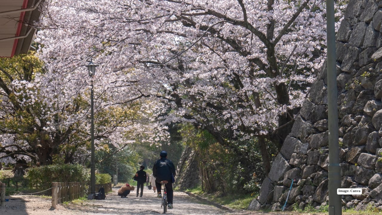 April: Cherry blossom season in Fukuoka, Japan Spring in Japan means hanami, and while Tokyo draws the crowds, Fukuoka offers a calmer, equally beautiful alternative. Parks like Maizuru and Nishi fill with cherry blossoms, framing views of Hakata Bay in soft pink. Locals picnic beneath flowering trees, and travellers wander between shrines, gardens and quiet neighbourhoods, staying in ryokans or modern hotels that blend old-world customs with contemporary comfort.