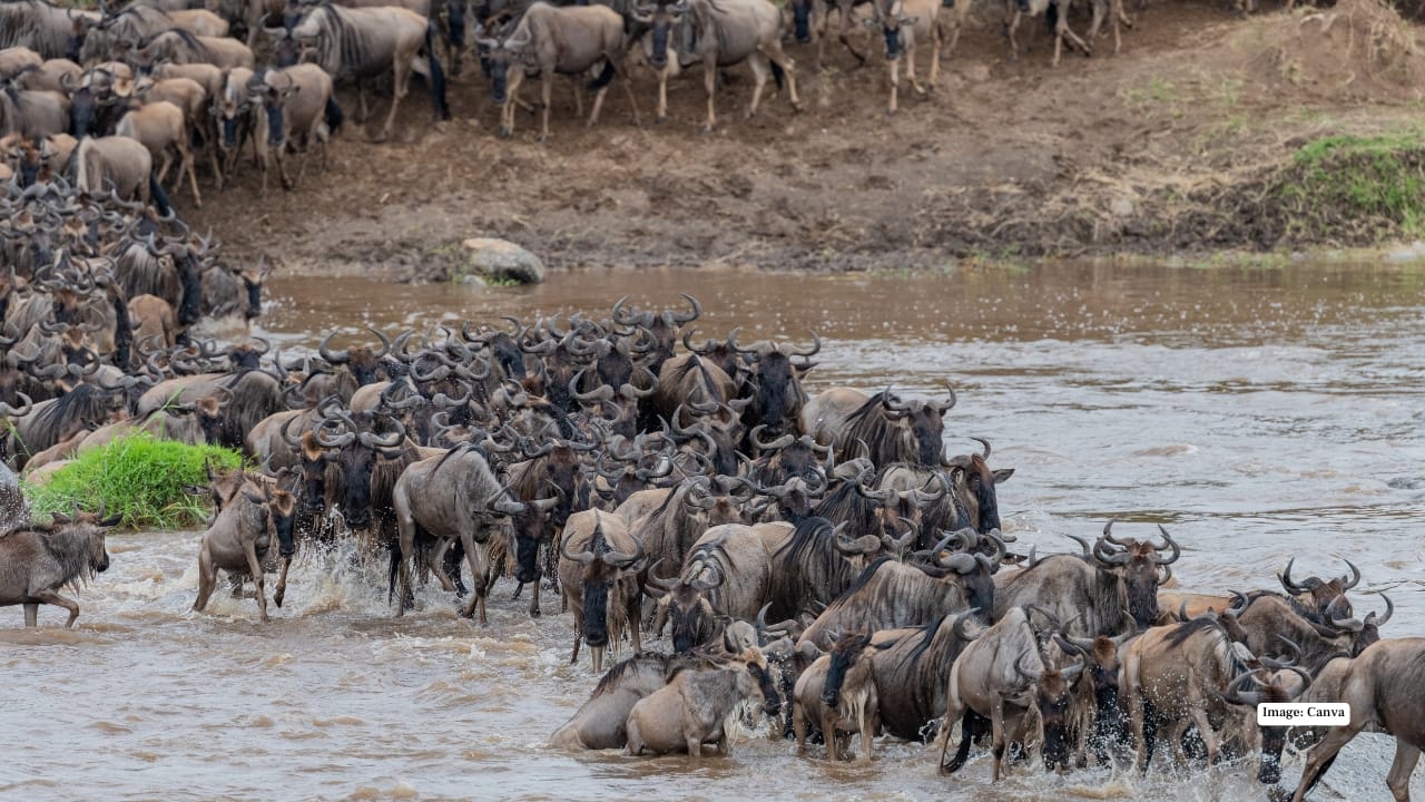 September: The Great Migration in the Serengeti, Tanzania September is prime time for one of nature’s greatest spectacles — the Great Wildebeest Migration. In northern Serengeti, dramatic river crossings unfold as millions of animals move across the savannah. Guided safaris offer front-row views of this raw, high-stakes drama, with luxury tented camps allowing travellers to wake up to lions’ roars and the rhythm of the wild.