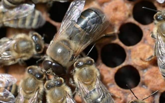 Scientists reveal how "Fru Gene" controls drone begging in worker bees