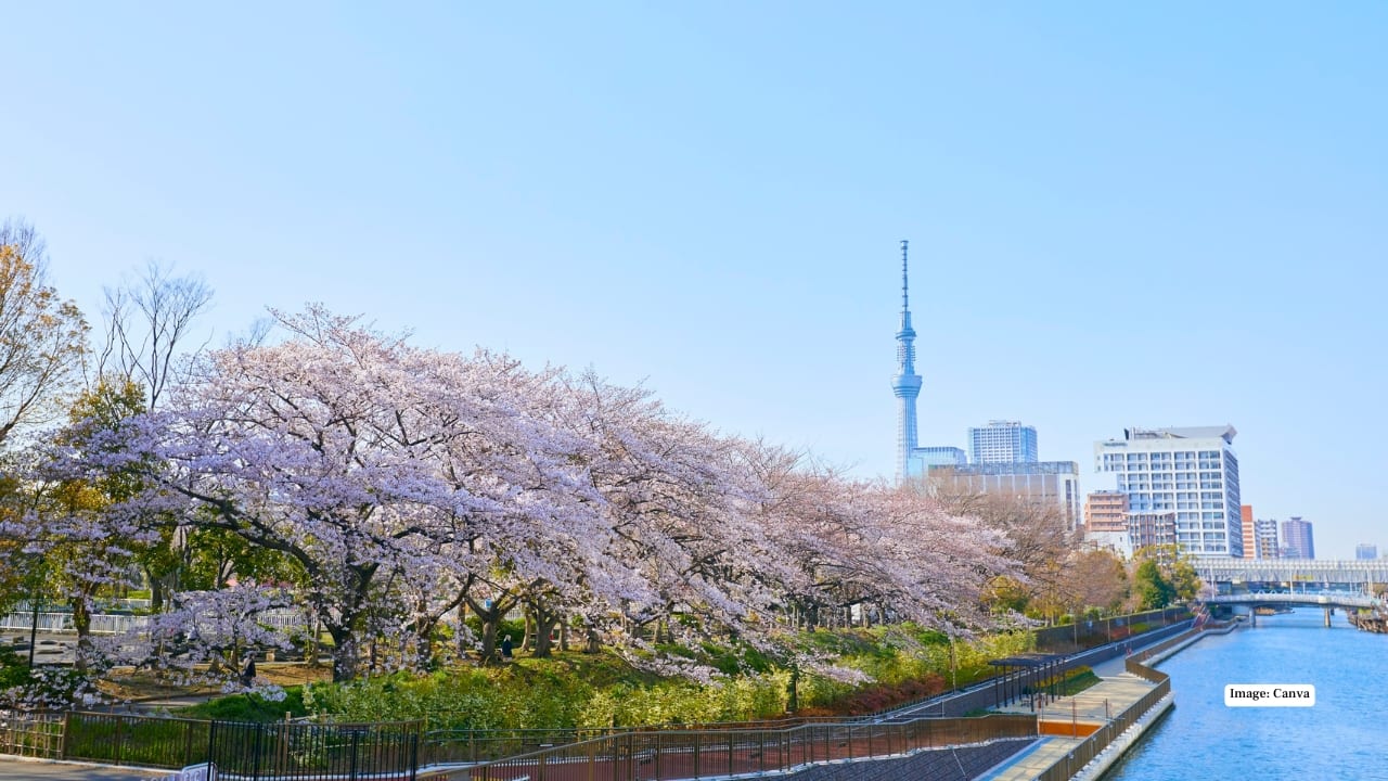 1. Tokyo – Urban Elegance Meets Sakura Tokyo perfectly blends bustling city energy with tranquil nature. Ueno Park dazzles with over 1,000 cherry trees and a lively hanami festival atmosphere, while Shinjuku Gyoen offers a serene retreat with diverse sakura varieties. Night illuminations add another layer of magic for evening strolls.