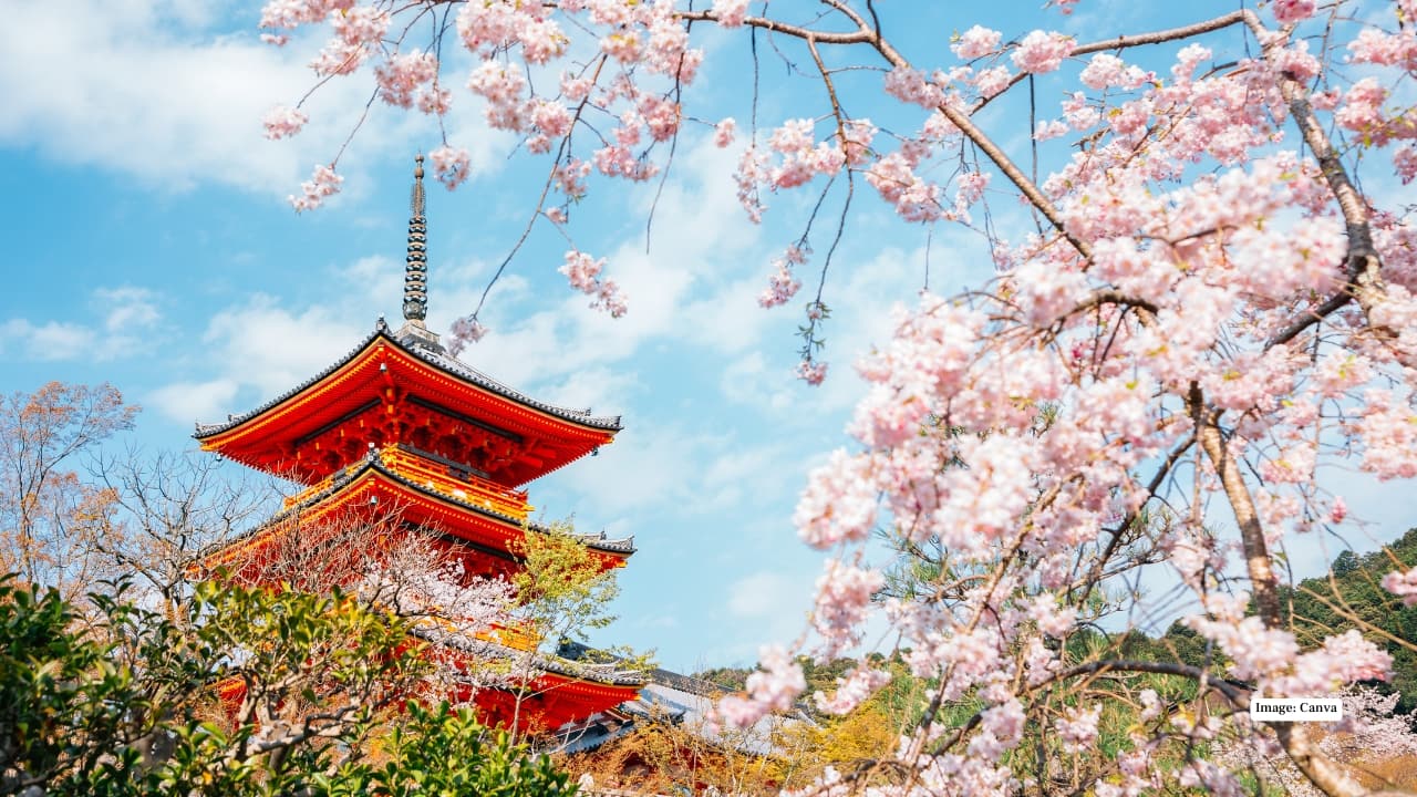 2. Kyoto – Historic Charm in Full Bloom Kyoto’s centuries-old temples and streets provide a storybook backdrop for sakura. Maruyama Park is famous for its majestic weeping cherry tree, while the Philosopher’s Path offers a peaceful, canal-side walk lined with hundreds of cherry trees. The combination of history and nature here is unmatched.