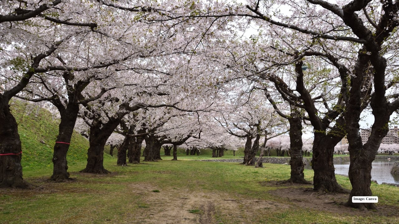4. Hokkaido – Late-Bloom Magic For travelers planning a later sakura trip, Hokkaido is ideal. Matsumae Park features over 10,000 cherry trees, with blossoms peaking in late April to early May. Surrounded by pristine landscapes, the park offers panoramic views that are truly breathtaking.