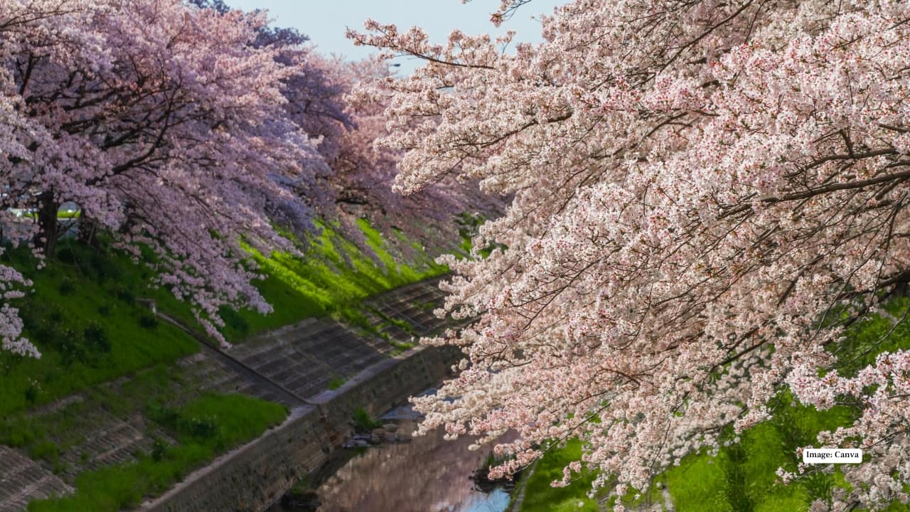 6. Nara – Sakura with Friendly Companions Nara Park is famous for its freely roaming deer, adding a unique charm to the sakura experience. Cherry trees dot the landscape, and interacting with the gentle deer while strolling through blooming paths creates a memorable and quintessentially Japanese spring outing.