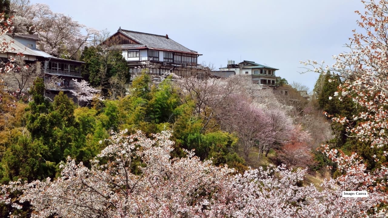 8. Mount Yoshino – Japan’s Iconic Sakura Panorama Mount Yoshino in Nara Prefecture is legendary for its 30,000 cherry trees cascading down mountain slopes. Layered blooms create dramatic pink-and-white vistas, offering one of the country’s most Instagram-worthy sakura experiences — a must-visit for spring enthusiasts.