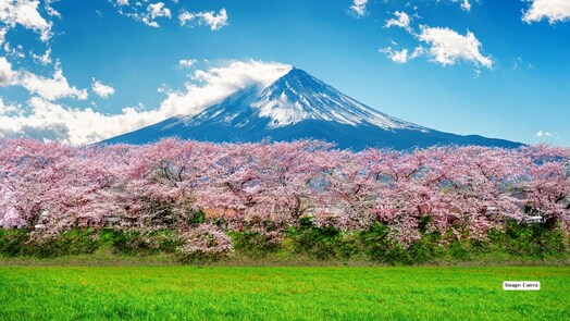 Japan cherry blossom guide 2026: 8 best places to see sakura in full bloom