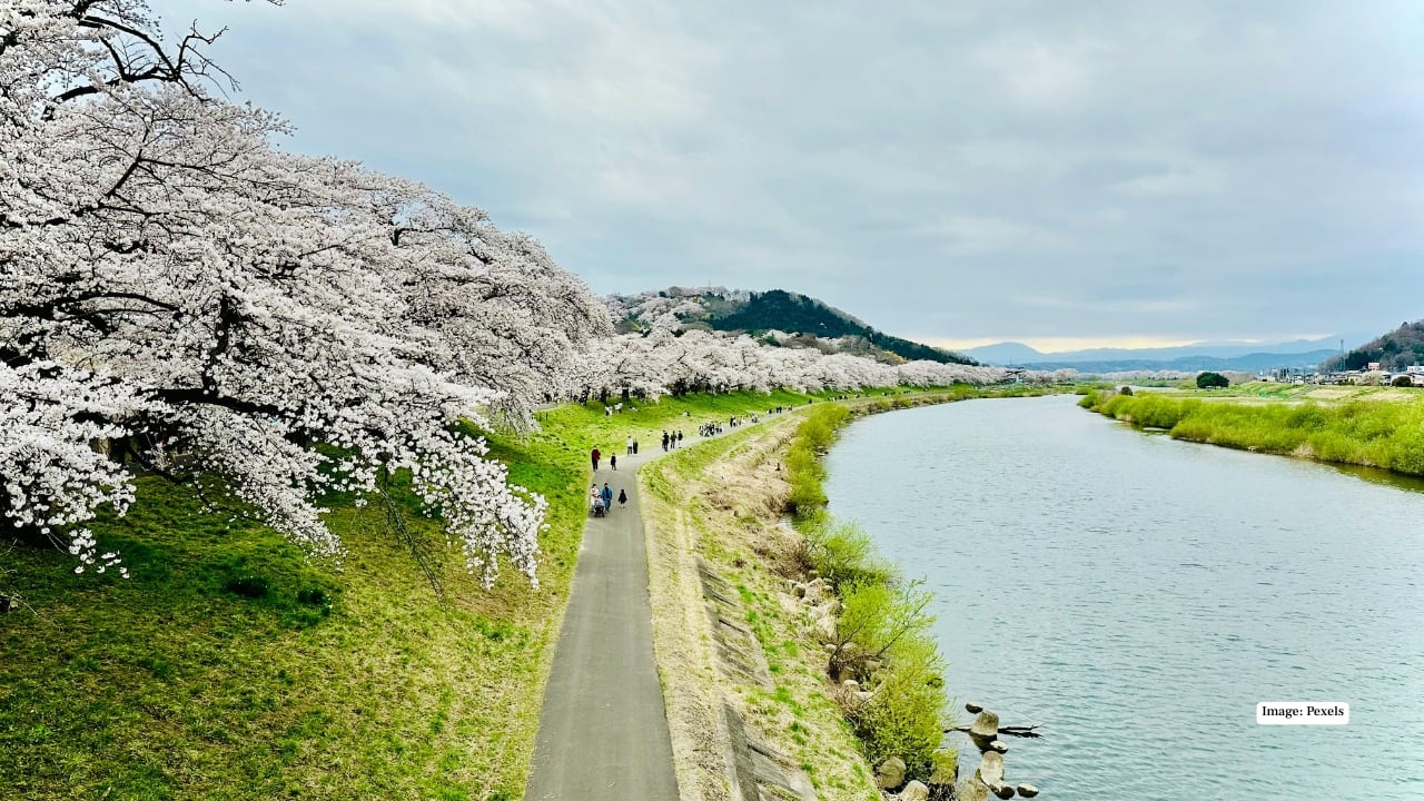 Plan Your Sakura Adventure Japan’s cherry blossom season is fleeting, but perfectly timed travel rewards visitors with unforgettable natural beauty, cultural experiences, and vibrant festivities. From urban parks to historic temples and mountain slopes, 2026 promises a sakura season that’s nothing short of spectacular.