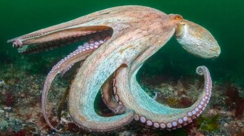 2025 is the Year of the Blooming Octopus, with exceptional numbers of octopus vulgaris, rarely seen in UK waters. (Image: The Wildlife Trusts)