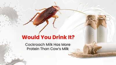 Cockroach milk is four times more nutritious than cow’s milk. Would you drink it?