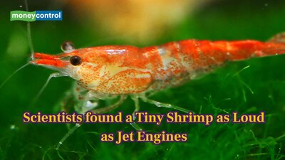 Ocean’s tiny loudspeaker: Science found that a "tiny shrimp" as loud as jet engines