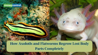 From limbs to organs: Scientists cracked the theory behind regeneration of Axolotls and Flatworms