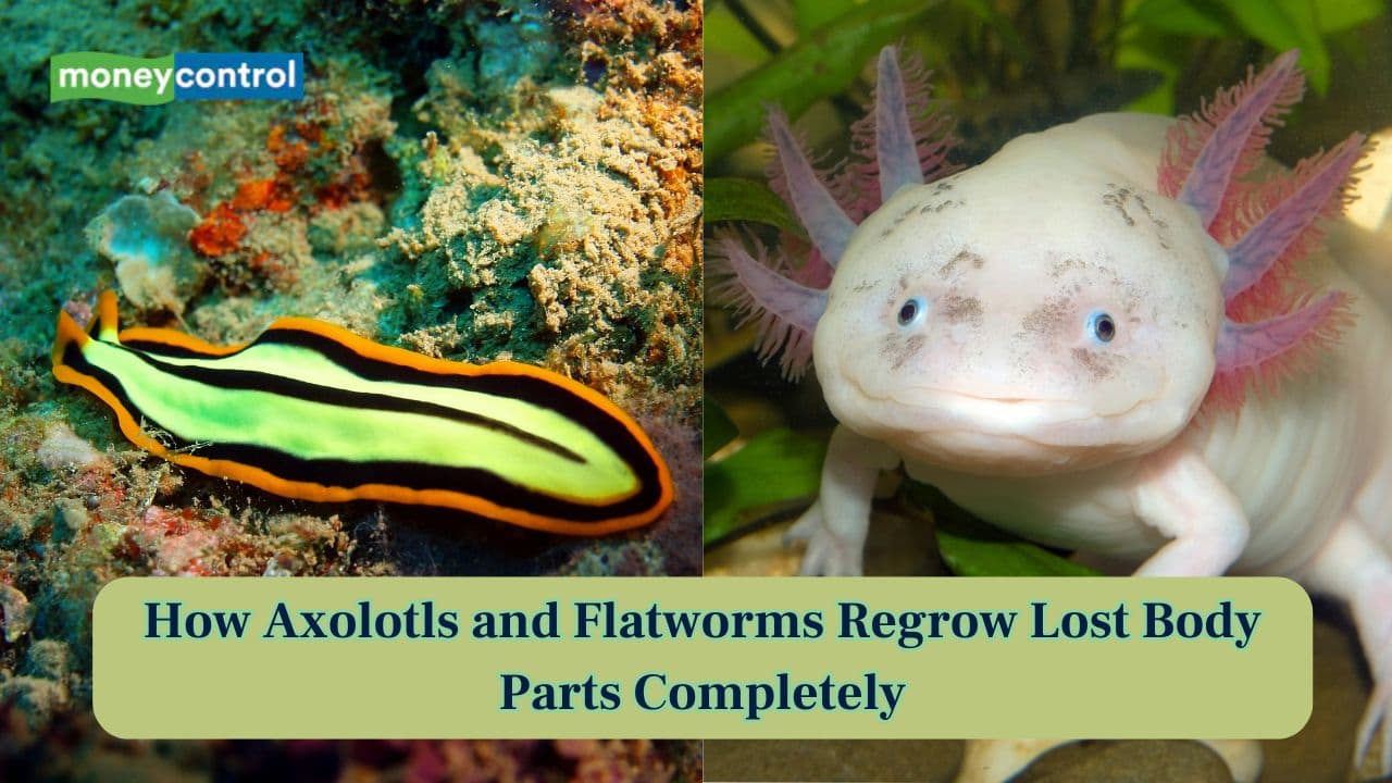 From limbs to organs: Scientists cracked the theory behind regeneration of Axolotls and Flatworms
