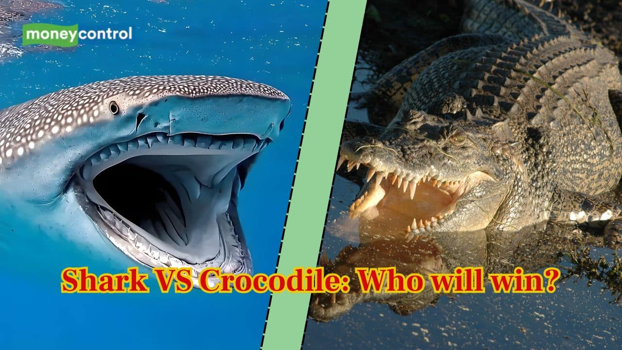 Shark vs Crocodile: What Happens When Two Apex Predators Collide?