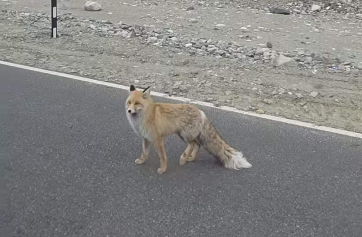 Rare Red Fox near Pangong Tso captivates tourists, viral video triggers 'Conservation Alert'