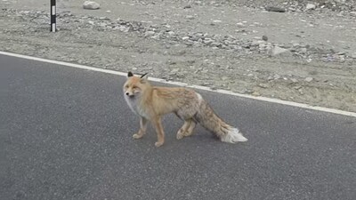 A rare Himalayan red fox was spotted near Pangong Lake, Ladakh. (Image: Instagram/@vibhor_srivastava)