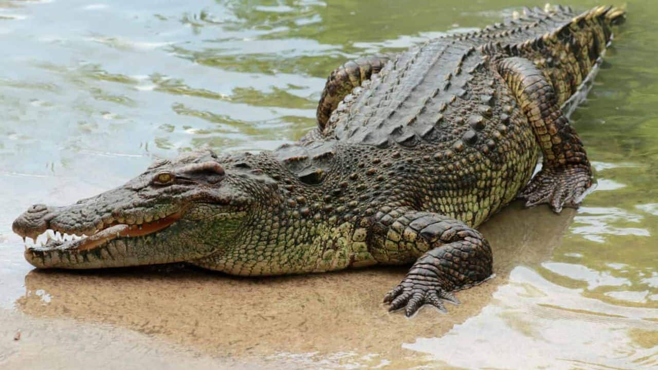 Could it be the biggest ever? A 20-feet long crocodile found in river Nile