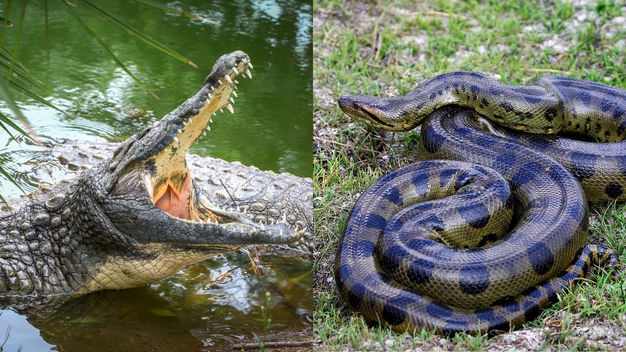 Anaconda vs Crocodile: Power, bite force and who will win the battle in a deadly river clash