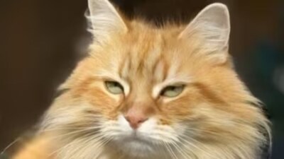 Jebu the cat