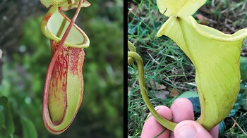 This new pitcher plant discovered in Philippines could already be  "critically endangered"