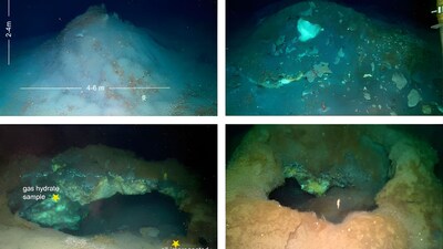 The mounds, made of hydrates, are covered by sediments and frenulate tubeworms forming a ‘Sclerolinum forest’  (Image: nature communications)