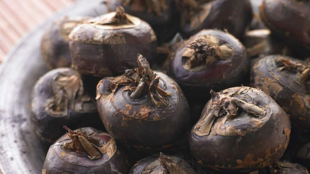 Want to lose weight naturally in winter? Nutritionist explains the health benefits of singhara, how to use it