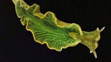 When Elysia chlorotica eats algae, it does not digest everything. (Image: Canva)