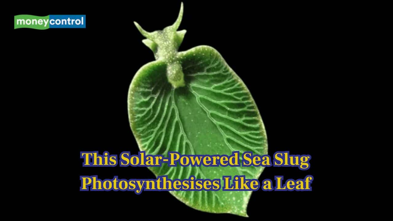The Eastern Emerald Elysia: This sea slug runs on sunlight, it literally photosynthesises