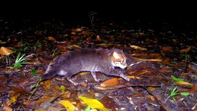 Thailand’s rare flat-headed cat has been rediscovered after nearly 30 years. (Image: DNP/Panthera Thailand)
