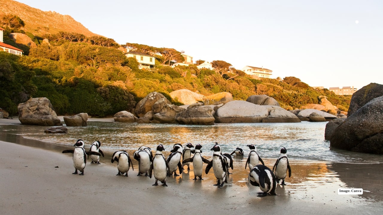 6. Boulders Beach – Cape Town, South Africa Golden sand meets granite boulders—and a colony of African penguins. This unusual combination makes Boulders Beach one of the few places in the world where you can swim alongside penguins in a natural setting.