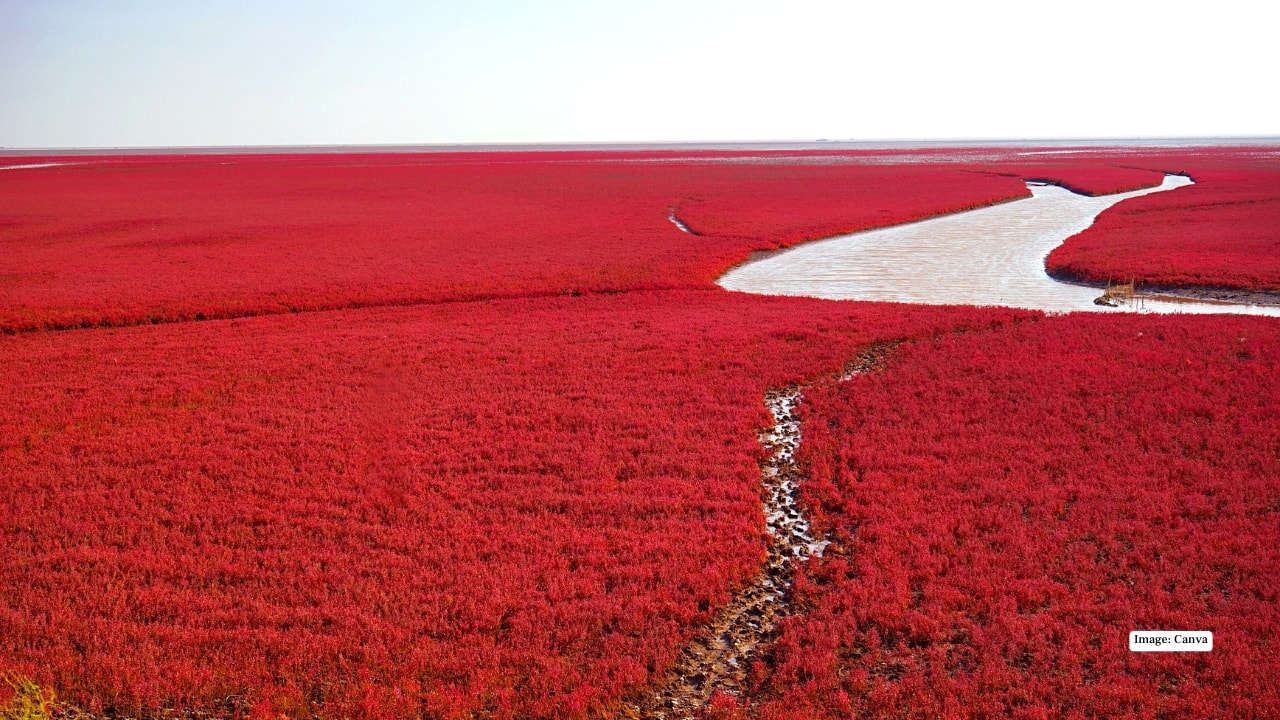 13. Red Beach – Panjin, China Not technically a sandy beach, this crimson coastline is covered in seaweed that turns red in autumn. The result is a surreal landscape that looks painted rather than natural.