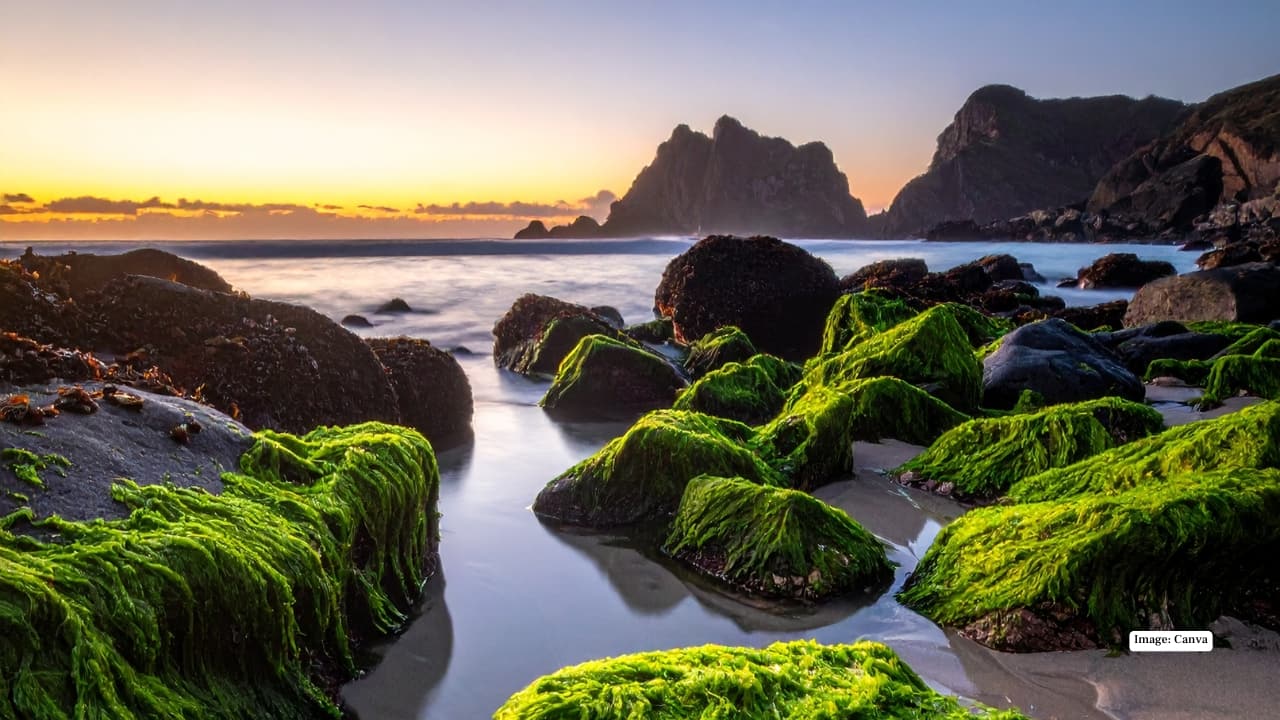 15. Pfeiffer Beach – California, USA Famous for its purple sand streaks, Pfeiffer Beach gets its unusual colour from manganese garnet deposits washed down from nearby hills. Sunsets here feel especially magical.