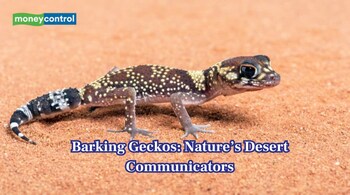 Discover the secret world of barking geckos, tiny African lizards. (Image: Canva)