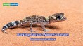 Barking Lizards of Africa: This gecko is nature’s surprising desert communicators