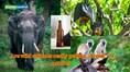 Are wild animals really getting 'drunk' in nature? Science reveals the truth