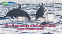 Scientists sound alarm as world's cutest dolphins face extinction